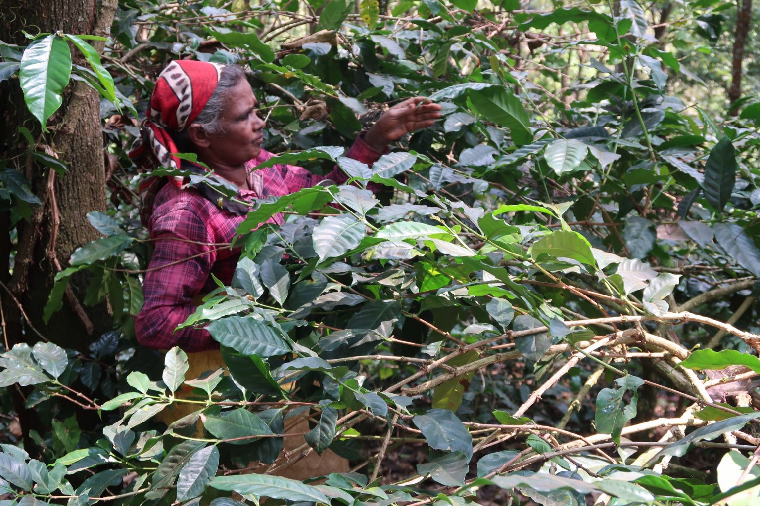 shade-grown coffee